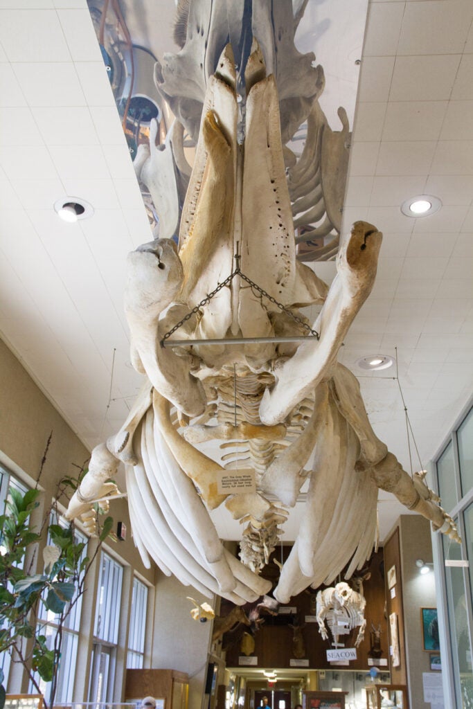 Gray whale skeleton at the Sierra College Natural History Museum