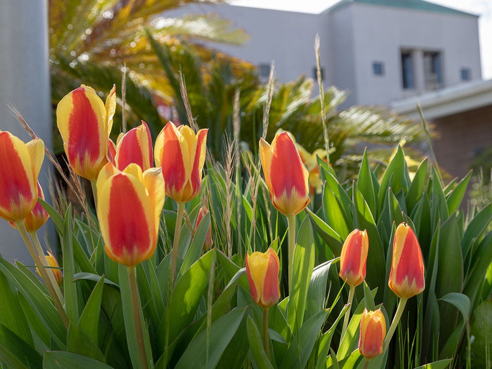 Orange and yellow tulips with the Sierra College library building in the background