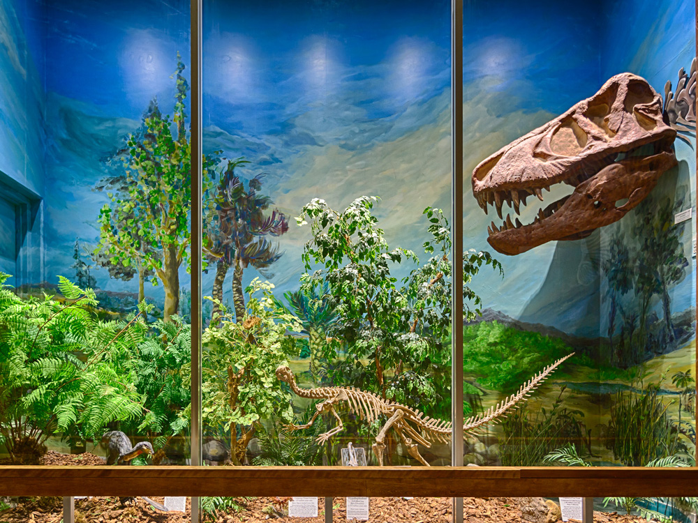 Dinosaurs in museum