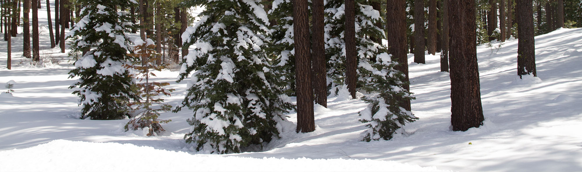 Tahoe-Truckee Campus Snow Day Policy
