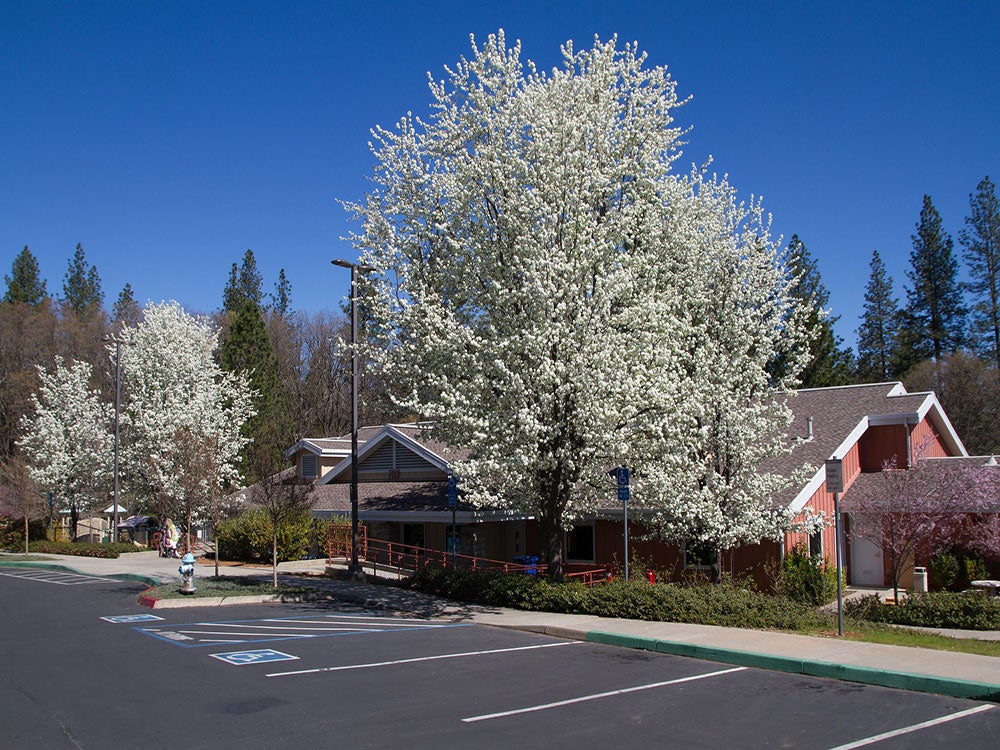 Sierra College NCC Campus building with white blooming trees.