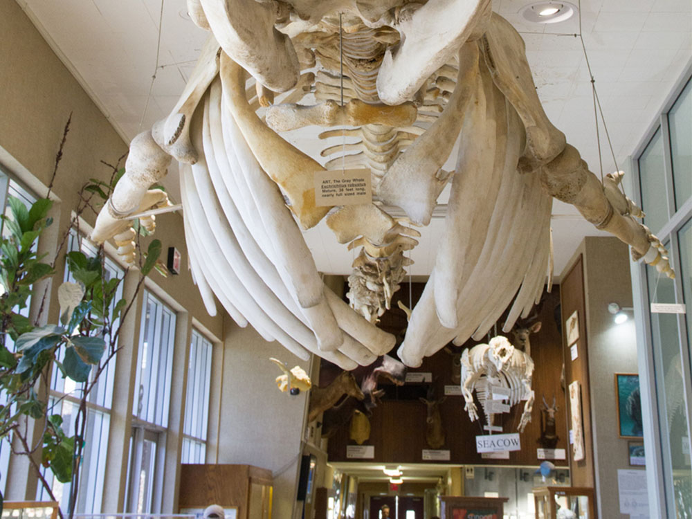 Gray Whale Skeleton at the Sierra College Natural History Museum