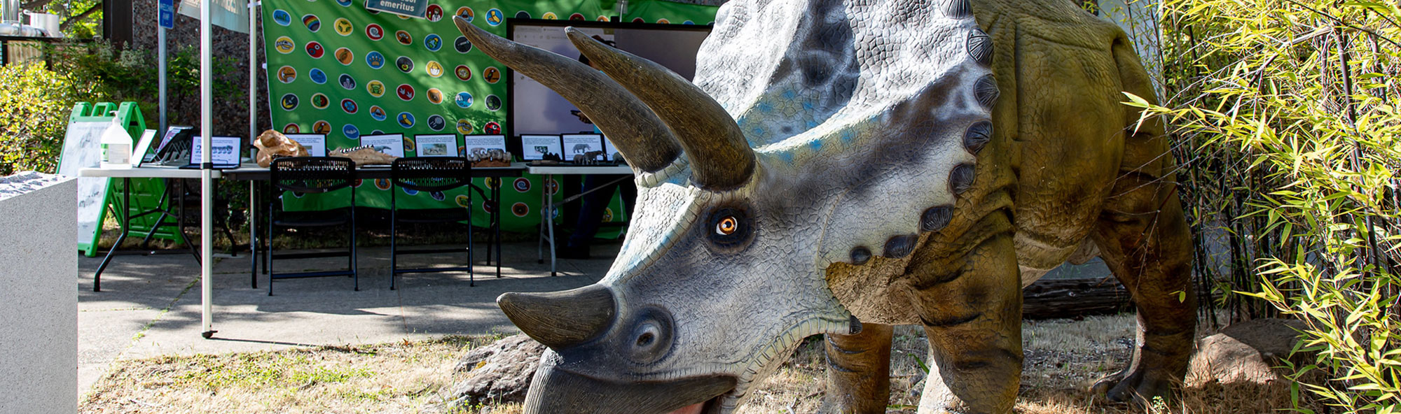 Triceratops statue in front of tent at Dino day event.