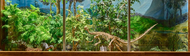 Natural History Museum dinosaur display