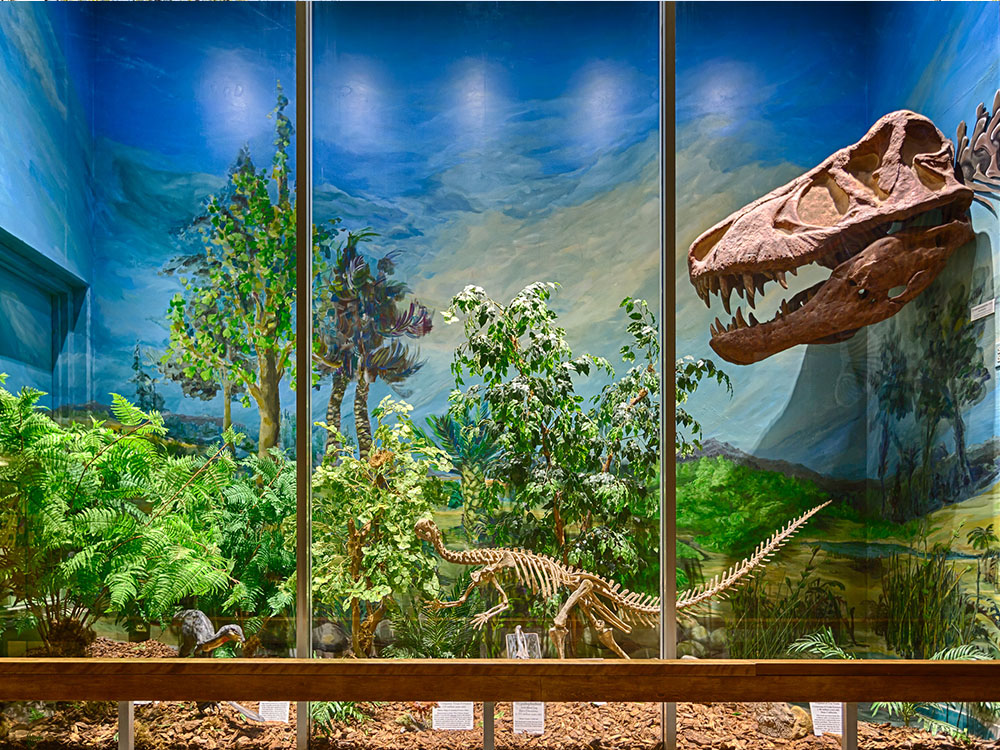 Natural History Museum dinosaur display