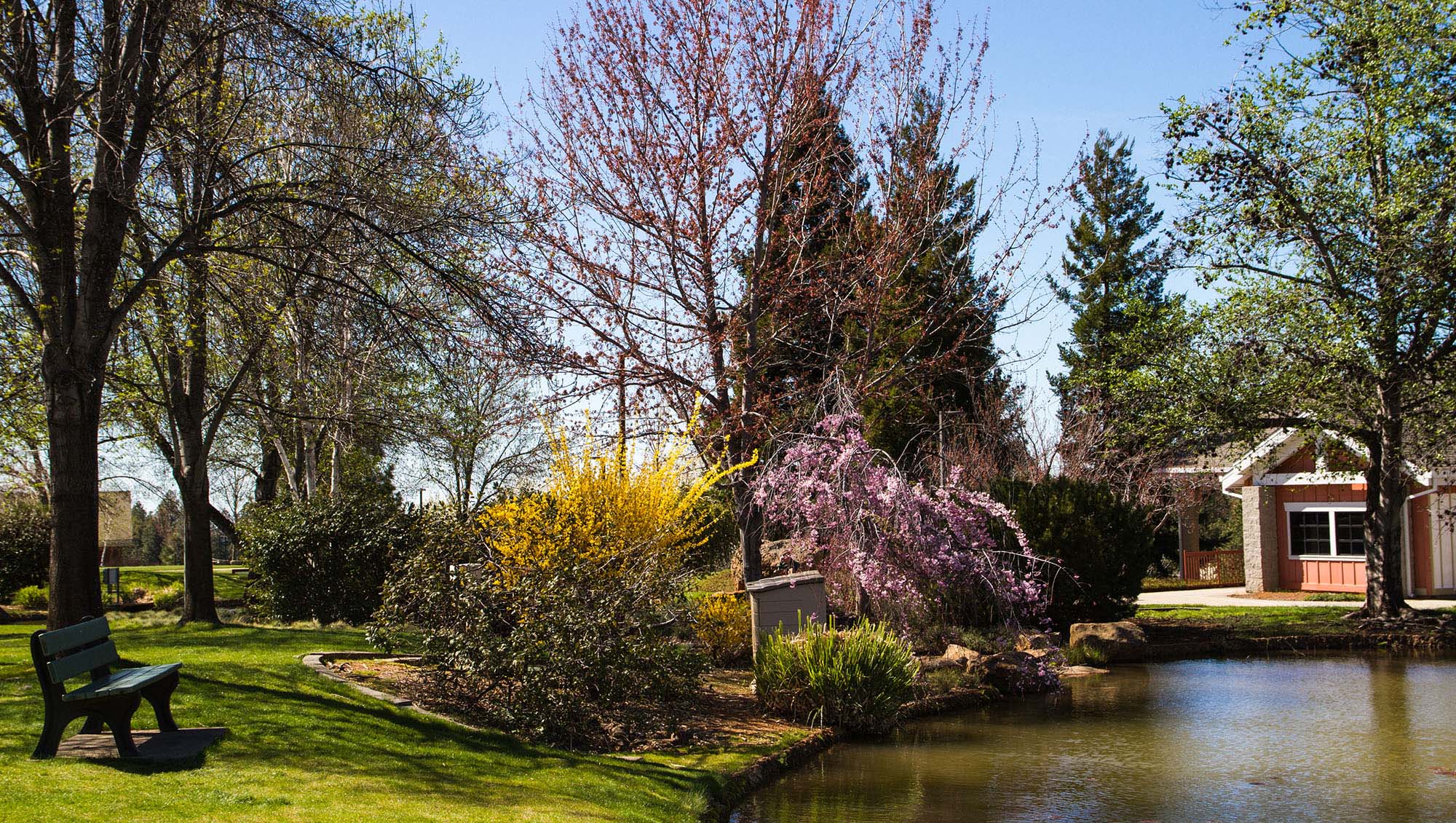 Pond at the Sierra College NCC campus surrounded by green, yellow and purple foliage