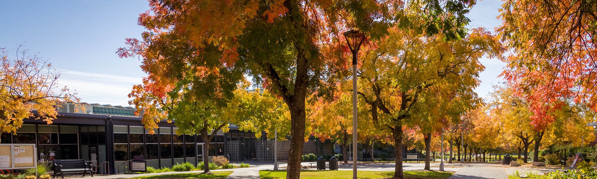 Fall leaves on the Sierra College Rocklin campus