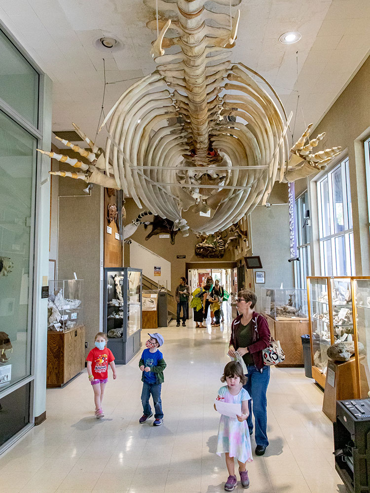 Museum Whale Bones 1000x750