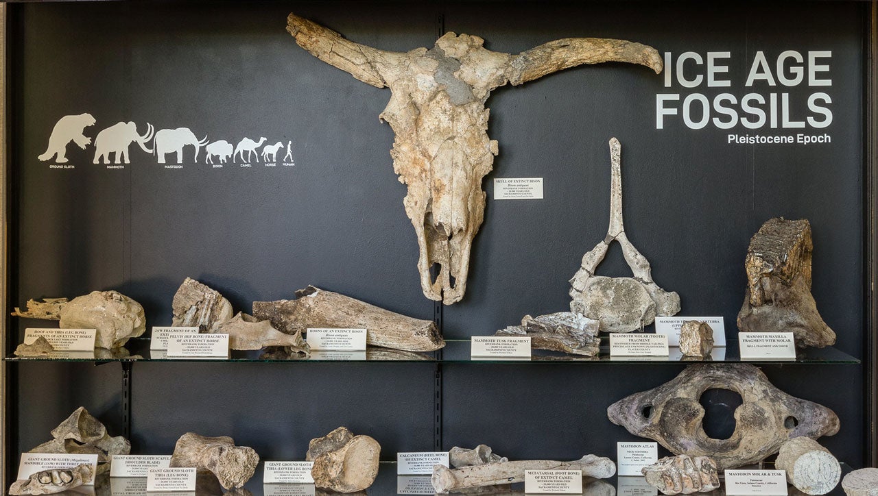 Museum Ice Age Fossils Carousel