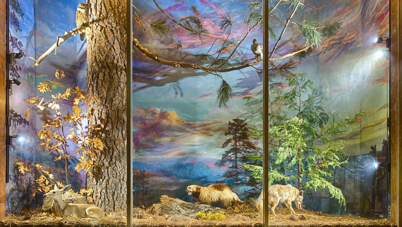 Museum Mammal Display Carousel